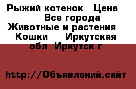 Рыжий котенок › Цена ­ 1 - Все города Животные и растения » Кошки   . Иркутская обл.,Иркутск г.